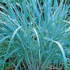 Gramines bleu